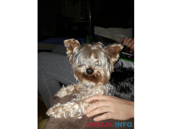 Jork&scaron;irski terijer &scaron;tenci