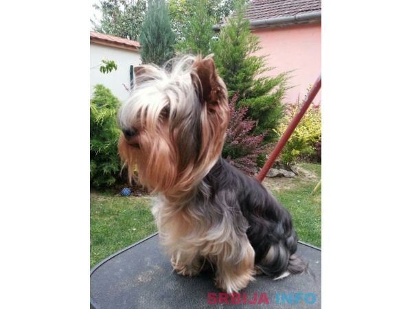 Jork&scaron;irski terijer &scaron;tenci