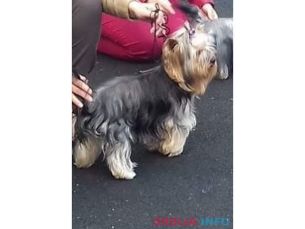 Jork&scaron;irski terijer &scaron;tenci