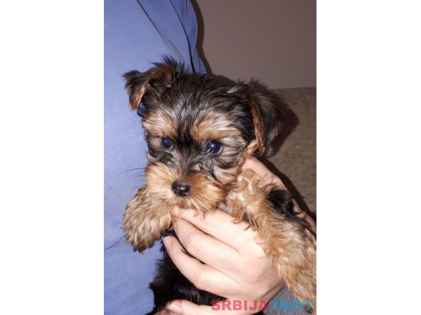 Jork&scaron;irski terijer &scaron;tenci