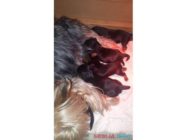 Jork&scaron;irski terijer &scaron;tenci