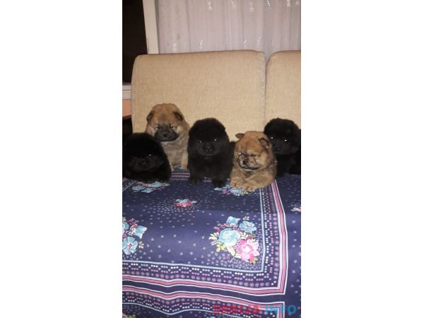 Čau čau &scaron;tenci