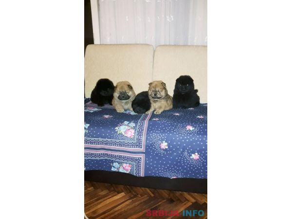 Čau čau &scaron;tenci