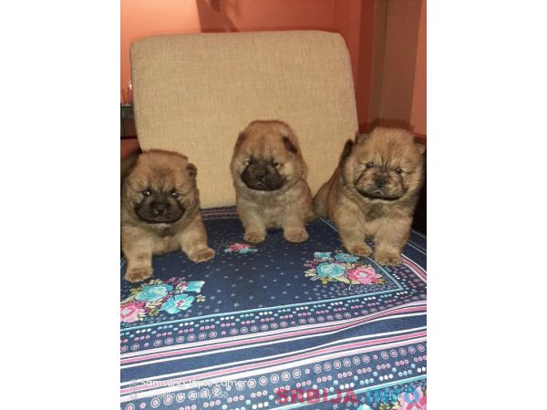 Čau čau &scaron;tenci