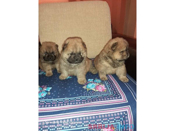 Čau čau &scaron;tenci