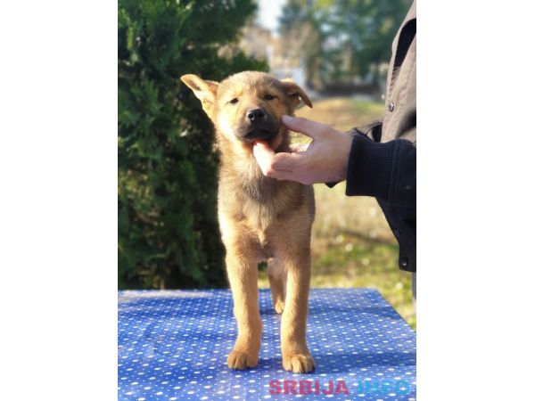 Koreanski Jindo pas &scaron;tenci