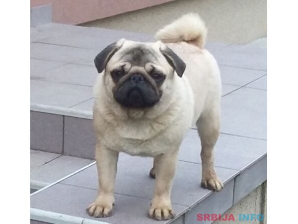 Mops mužjak na prodaju