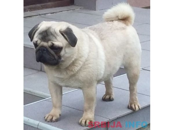 Mops mužjak na prodaju