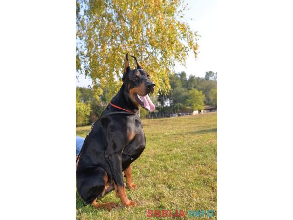 Doberman slobodan za parenje