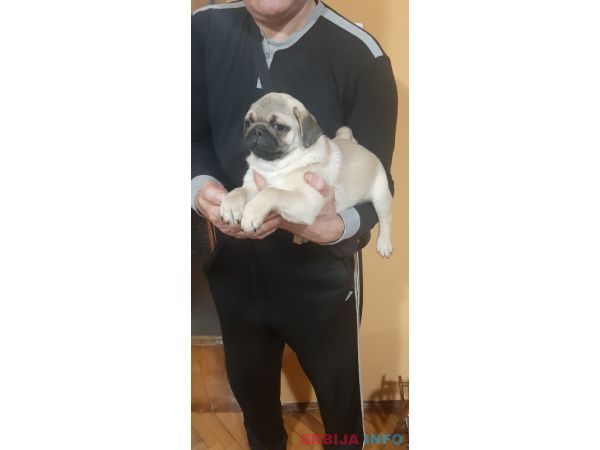 Mops štene