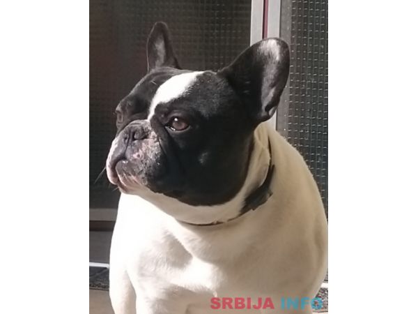 Francuski buldog za parenje
