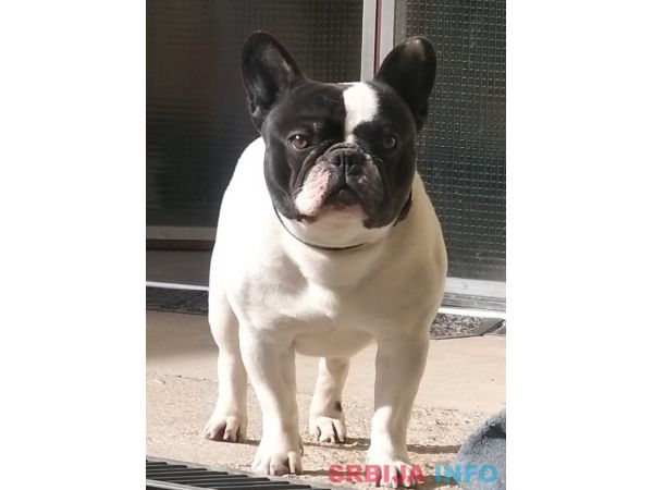 Francuski buldog za parenje