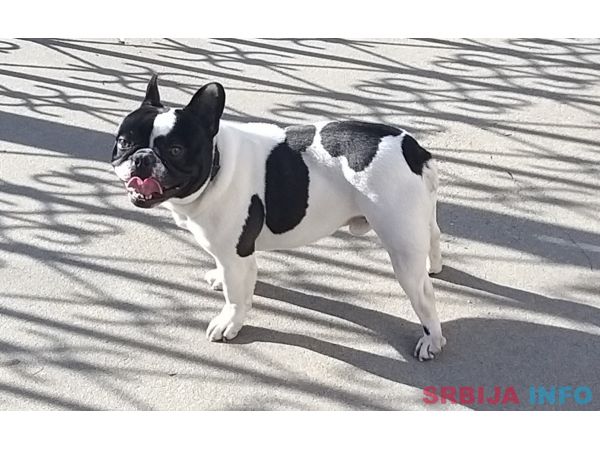 Francuski buldog za parenje