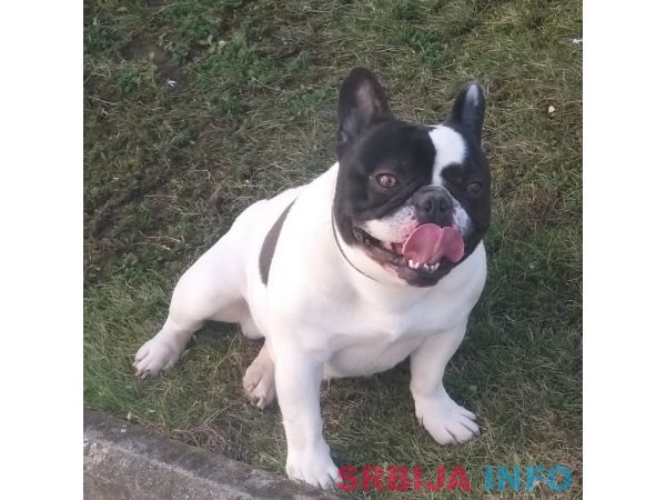 Francuski buldog za parenje