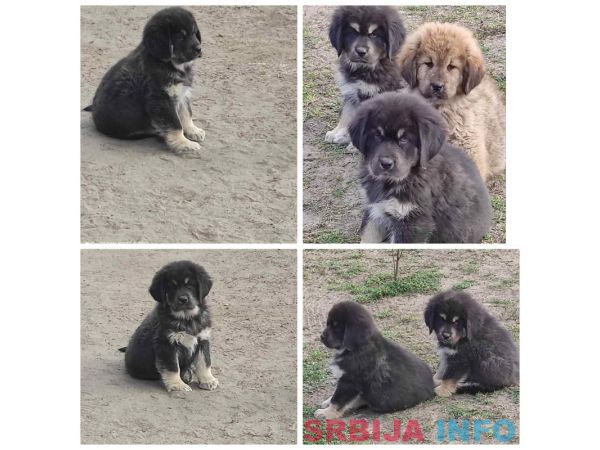 Tibetski mastif štenci
