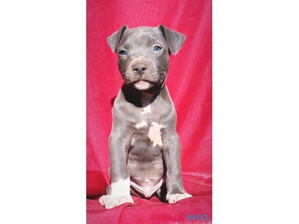 Stenci pitt bula plave boje ( bluenose)