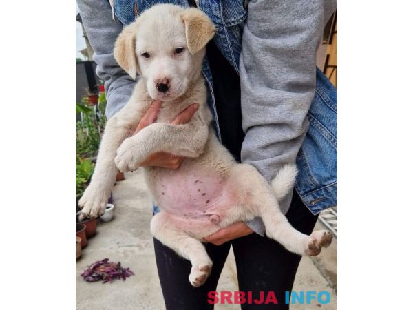 Me&scaron;anac labradora, žensko &scaron;tene na poklon