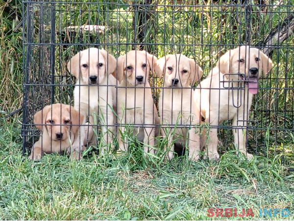 Labrador retriver &scaron;tenci na prodaju