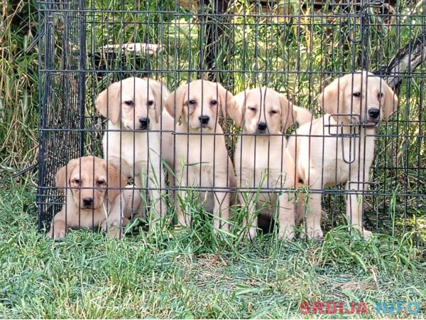Labrador retriver &scaron;tenci na prodaju