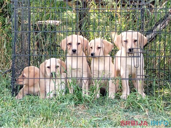 Labrador retriver &scaron;tenci na prodaju