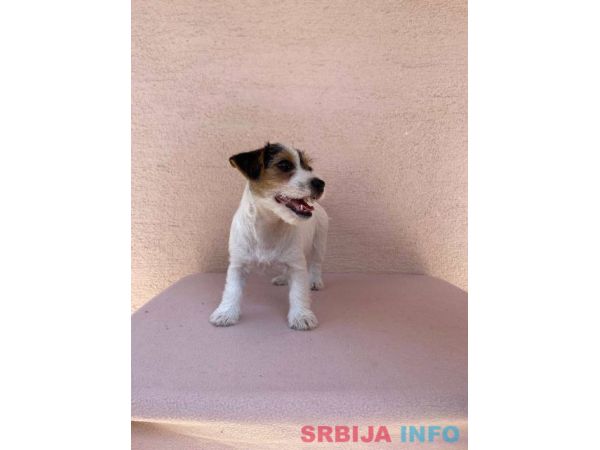 Jack Russell terijer &scaron;tenci
