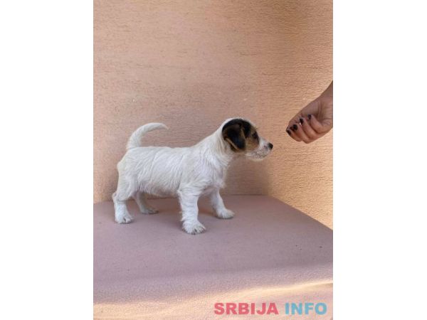 Jack Russell terijer &scaron;tenci