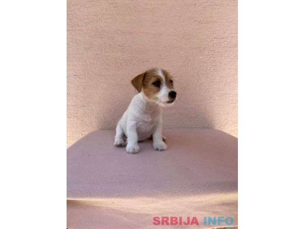 Jack Russell terijer &scaron;tenci