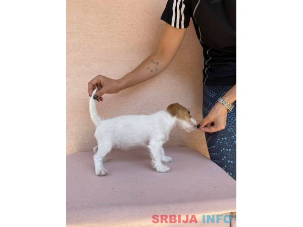 Jack Russell terijer &scaron;tenci