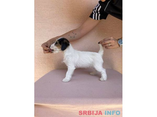 Jack Russell terijer &scaron;tenci