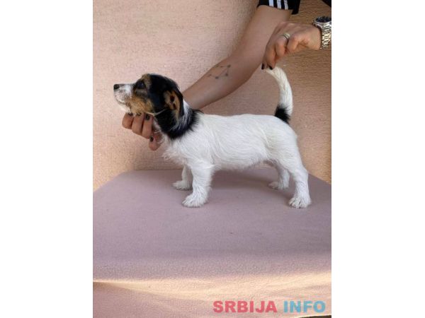Jack Russell terijer &scaron;tenci