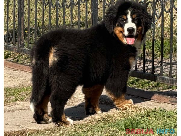 Na prodaju stenci bernskog planinskog psa, odlicnog kvaliteta