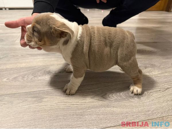 Engleski buldog 