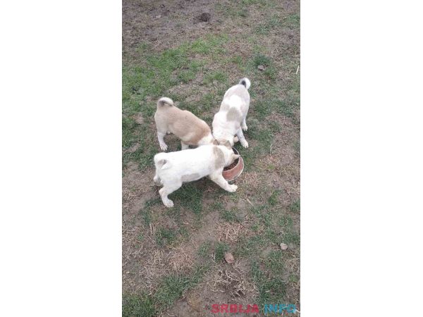 &Scaron;tenci Zapadno Sibirske Lajke