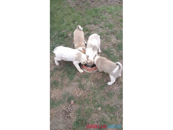 &Scaron;tenci Zapadno Sibirske Lajke