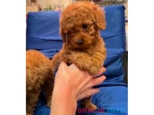 Prelepe patuljaste i toy pudle