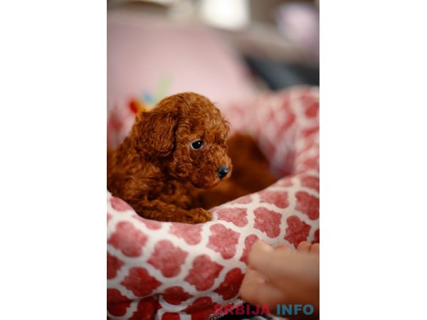 Prelepe patuljaste i toy pudle