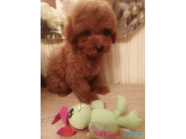 Prelepe patuljaste i toy pudle