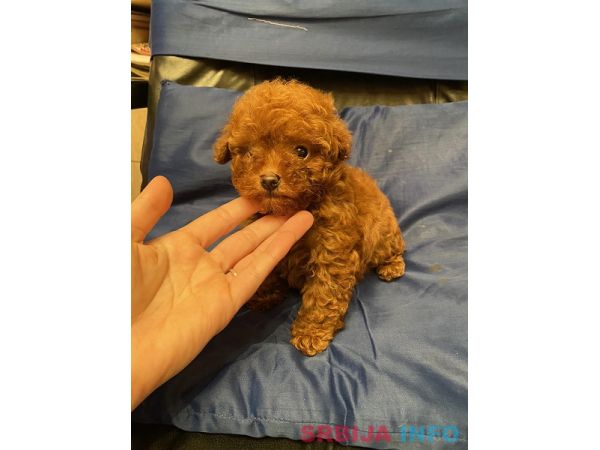 Prelepe patuljaste i toy pudle