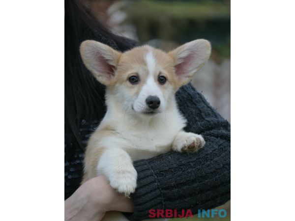 Velski korgi/Welsh Corgi Pembroke &scaron;tenci