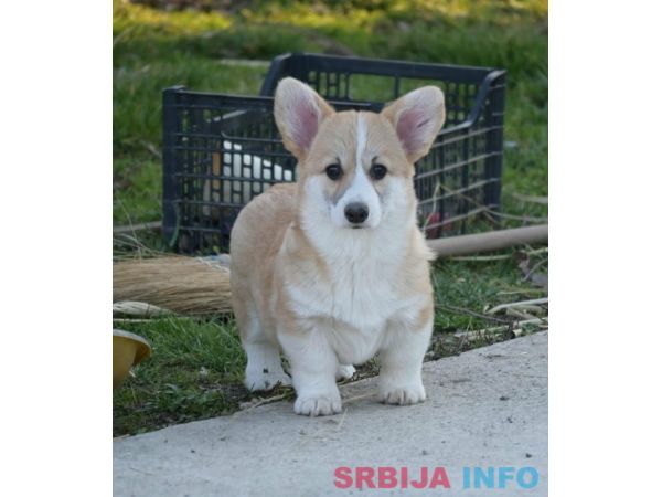 Velski korgi/Welsh Corgi Pembroke &scaron;tenci