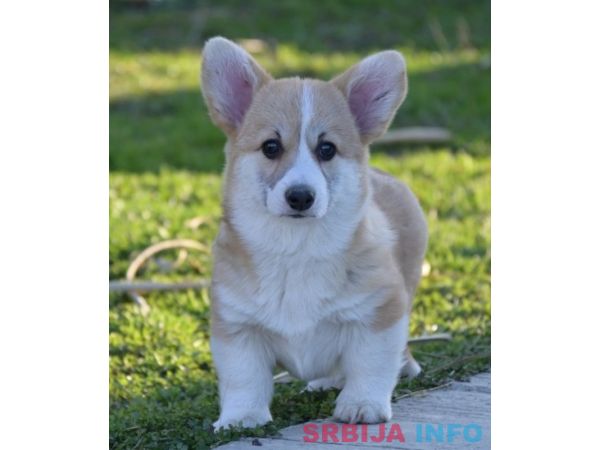 Velski korgi/Welsh Corgi Pembroke &scaron;tenci