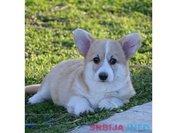 Velski korgi/Welsh Corgi Pembroke &scaron;tenci