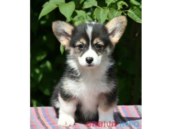 Velski Korgi Pembrok štenci