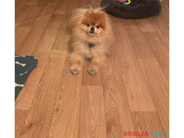 Pansion za pse ˝Fito˝