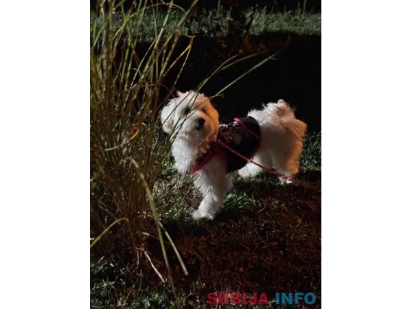 Pansion za pse ˝Fito˝