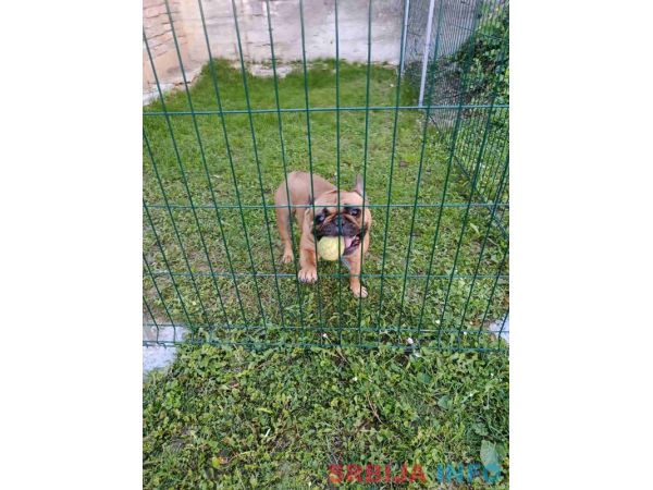 Pansion za pse ˝Fito˝