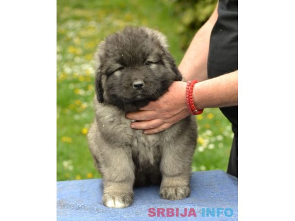 Kavkaski ovčar štenci