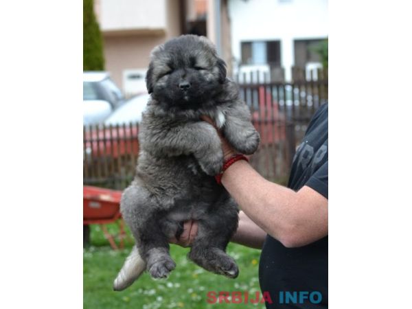 Kavkaski ovčar &scaron;tenci