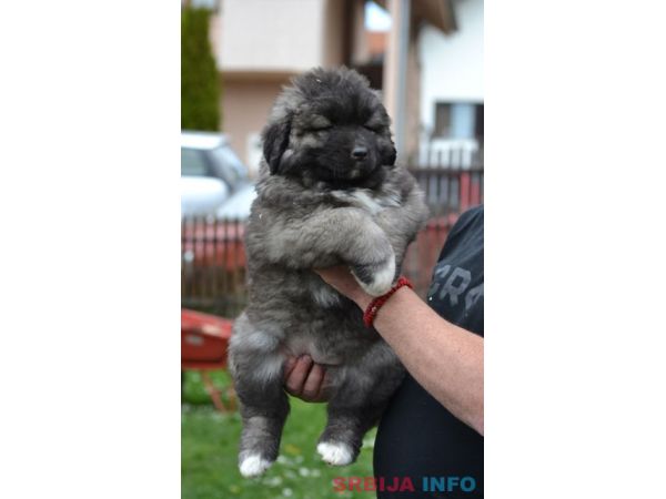 Kavkaski ovčar &scaron;tenci