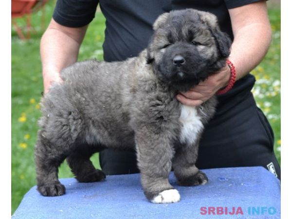 Kavkaski ovčar &scaron;tenci